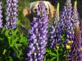 2011_07172011summer0176
