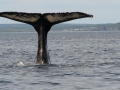 whale-tale-near-trinity